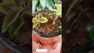 How To Grow Coleus Plant From Cutting | Coleus Propagation #shorts #youtubeshorts #viralvideo #viral