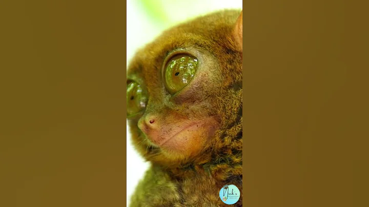 CUTE PHILIPPINE TARSIER