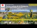 Plantas Nativas de la Patagonia: Características, historia y sus usos