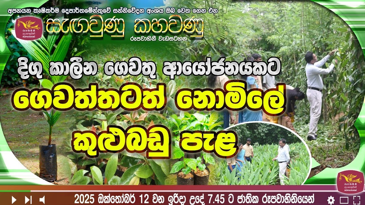 දිගුකාලීන ගෙවතු ආයෝජනයකට ගෙවත්තටත් නොමිලේ කුළුබඩු පැළ