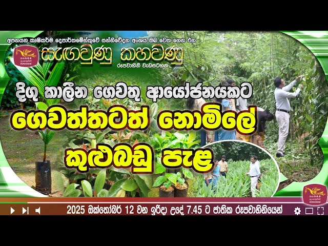 දිගුකාලීන ගෙවතු ආයෝජනයකට ගෙවත්තටත් නොමිලේ කුළුබඩු පැළ