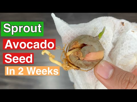 How to Sprout Avocado Seed | Grow in 2 weeks - YouTube