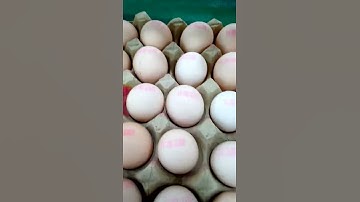 Egg Printing-Willita CIJ Inkjet Printer with moving device for printing logo,number,batchcode on egg