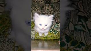 Download Lagu pi pi piu🐈😻#cat #cutecats #shortsviral #shortfeed #kitten #utubeshorts #utubeshorts #pets MP3