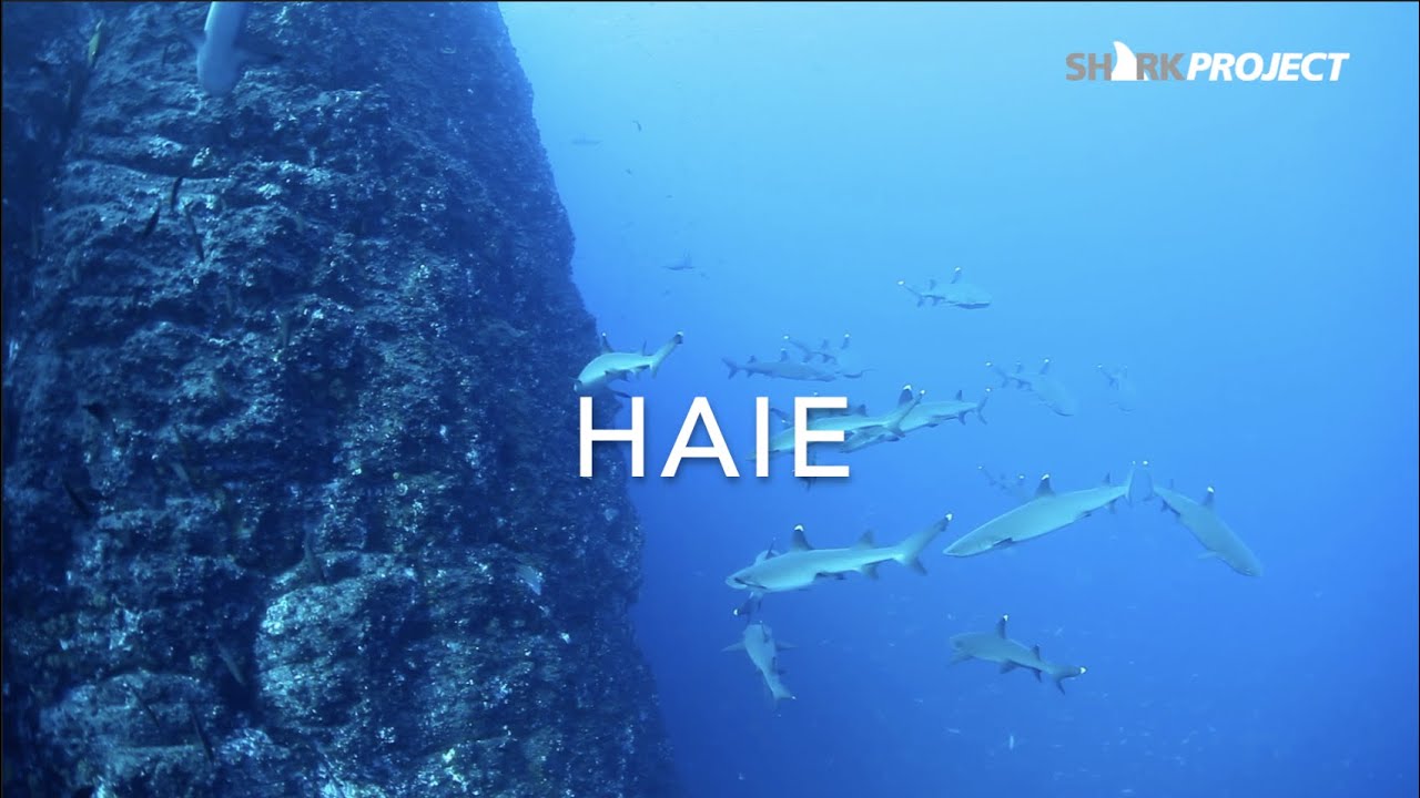 SHARKPROJECT HAIE