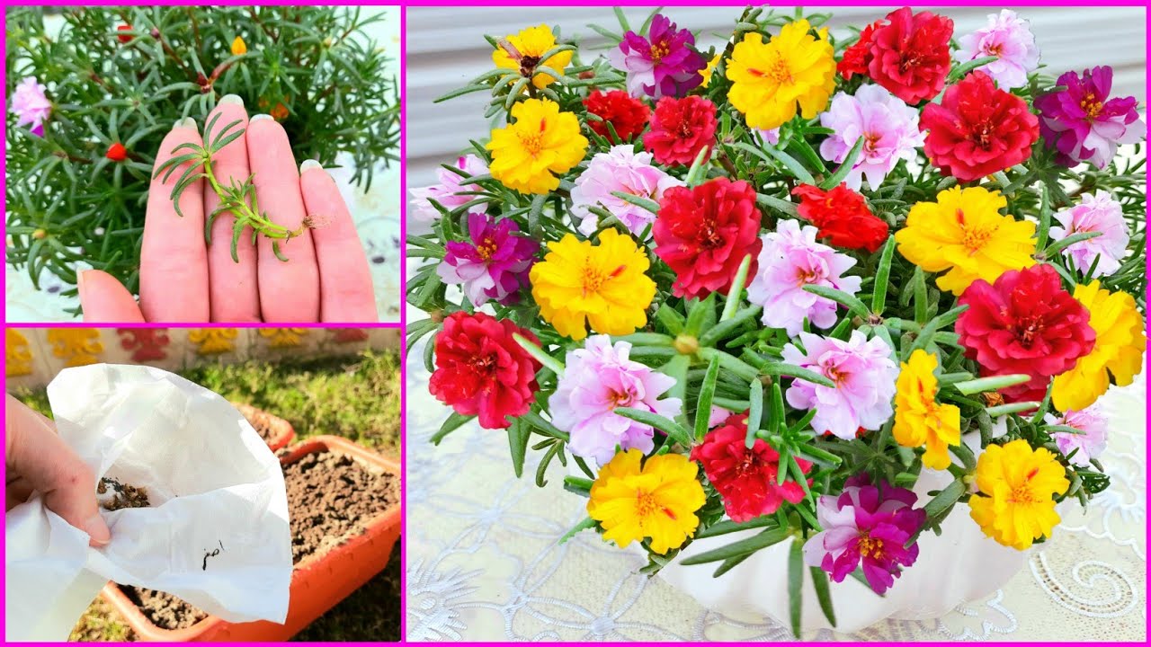 كيفية زراعة ورد الصباح بالعقل و البذور والعناية من حيث الاضاءه الري نوع التربة  نبات مزهر طول العام