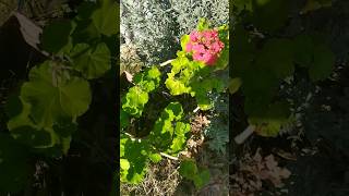 Check out my Red  Geranium Flourishing in Winter 😍