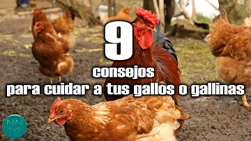 ¿Con qué les gusta jugar a las gallinas?