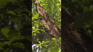 Sarang lebah bersembunyi #shorts