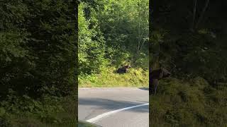Mother Bear Nonchalant Bear Watching Traffic Up-Close