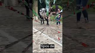 🔴 Cebú SARDO NEGRO ✅ Rusticidad