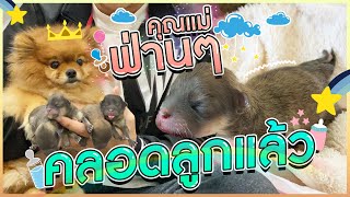 ฟ่านๆคลอดลูกแล้ว?! ขอต้อนรับ4ชีวิตน้อยๆนะลูก (แก๊งหมีน้อยมาแล้วจ้า) screenshot 3