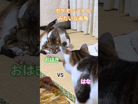 ポケモンバトル行われてた😂 #猫のいる暮らし #ねこ #cat #ポケモン