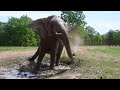 The Elephant Sanctuary | Jana Mudding