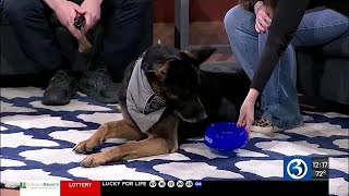 AMAZING K9 DUOS: SRO Corbin and K9 Jagger