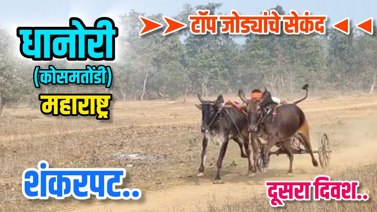 शंकरपट धानोरी (कोसमतोंडी) महाराष्ट्र दूसरा दिवश.. #bailgadasharyat #YouTubeVideo 