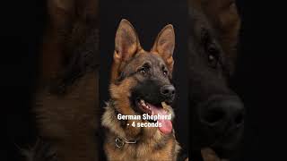 # how long will your dog attack 