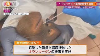 オランウータンもPCR検査マレーシアのコロナ対策(2021年9月19日)