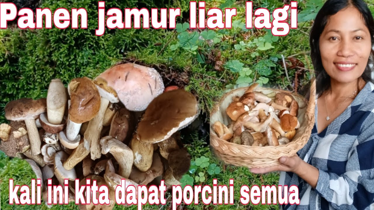 Panen jamur liar ke hutan Denmark kali ini yang kita dapat jamur porcini semua