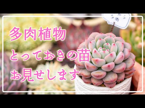 Succulents] Charity Auction - YouTube