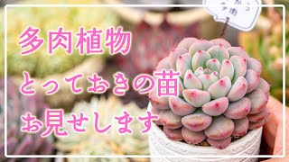 Succulents] Charity Auction - YouTube