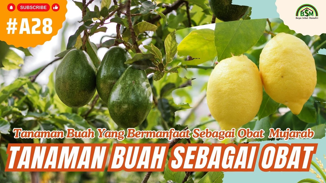 Bayu Diningrat ~ Tanaman Buah Yang Bermanfaat Sebagai Obat Mujarab
