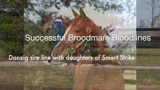 Hip Strikingly Spunhard Spun X Smart Ashley, By Smart Strike