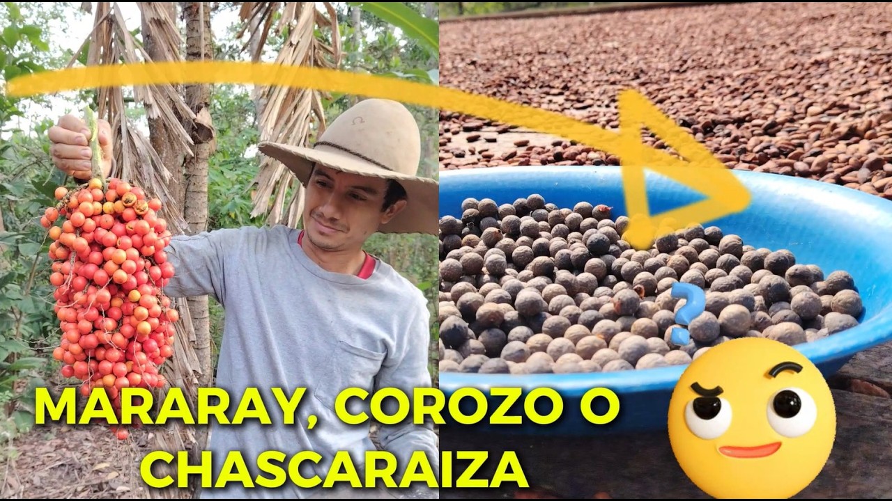 “Cosecha tradicional de mararayes paso a paso 🌱” #campocolombiano #vidarural #agricultura #farming