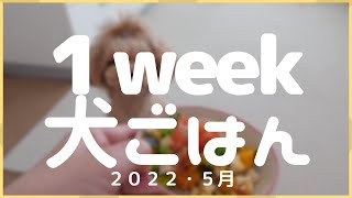 【犬ごはん】１週間のごはん記録　２０２２・５月７日〜５月１３日