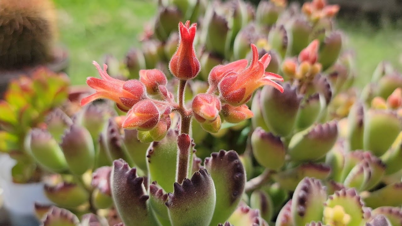 Dando MANTENIMIENTO a mis SUCULENTAS | SUCULENTAS jugosas, carnosas y REPOLLUDAS | Tips y más 😉👌