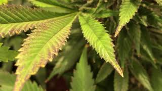 Day 29 of Flowering