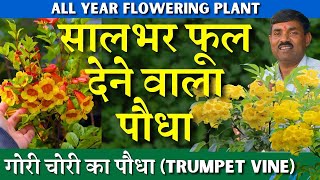 सालभर फूल देने वाला पौधा || गोरी चोरी का पौधा || All year Flowering Plant || (Trumpet Vine)