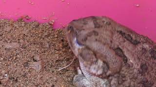 African common toad feeding
