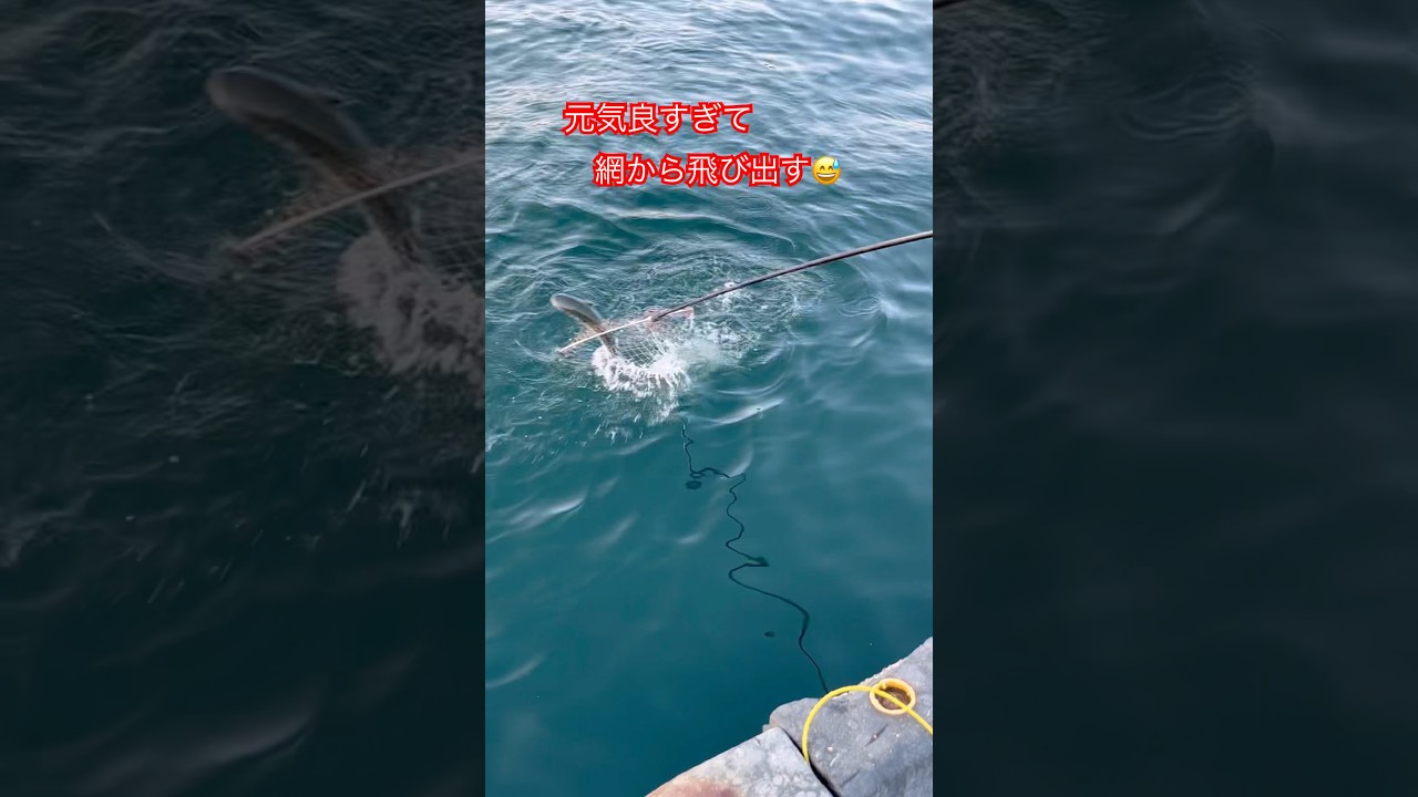 熱海 釣り🎣網から飛び出す55cm#熱海#fishing#japan#日本#海釣り#海#釣り#ボラ#魚#fish#ダンゴ釣り#メジナ