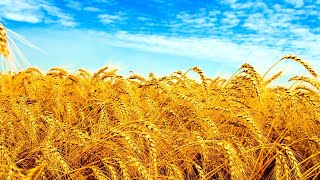 Ukraine music | Україна музика | прямий ефір Ukraine screenshot 5