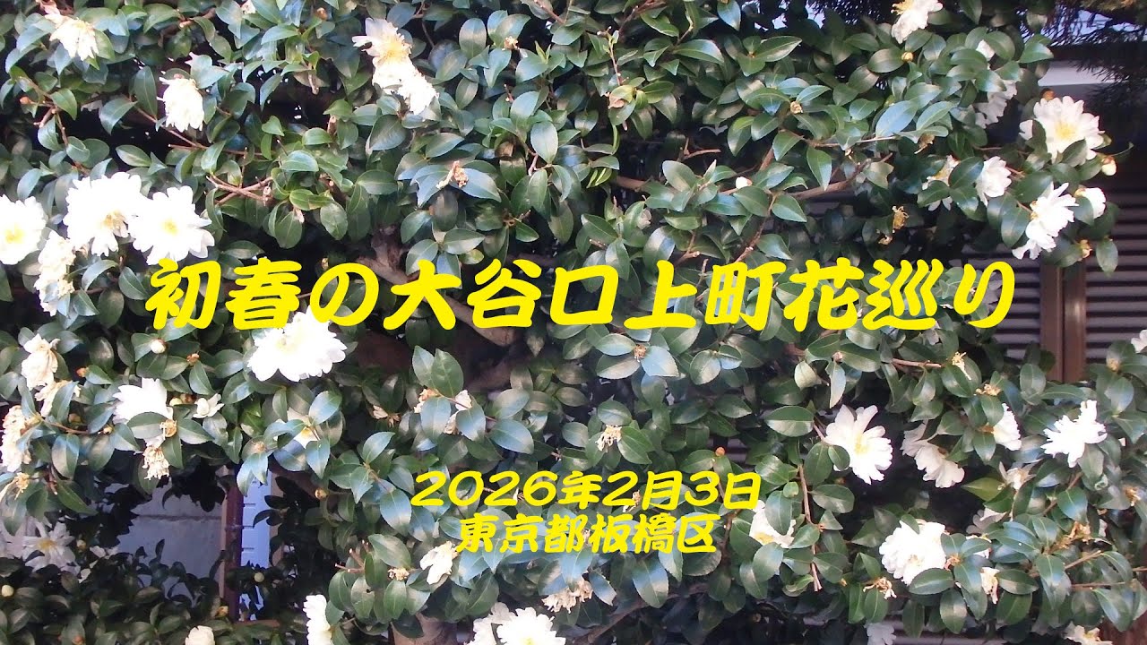 初春の大谷口上町花巡り