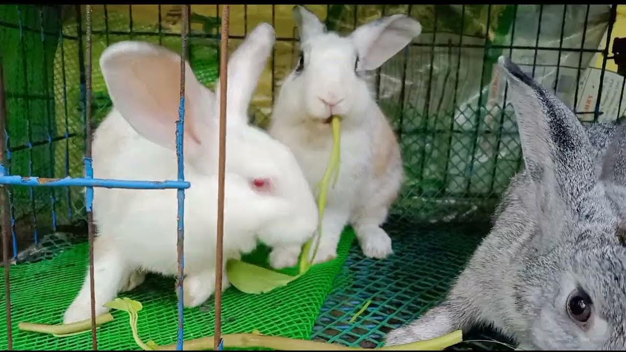Rabbits Eating Kangkong YouTube