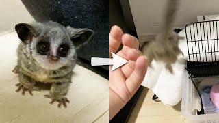 ショウガラゴの赤ちゃんの大ジャンプ