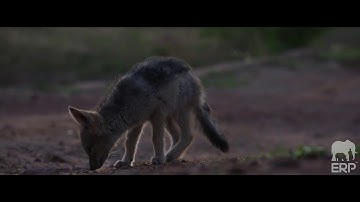 ERP Security Air Force in Action