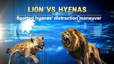 LION VS HYENAS - Spotted hyenas' distraction maneuver