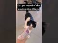 Cat scared reaction these cats have trust issues #short