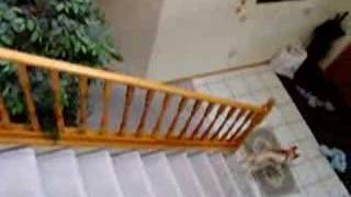 Baby Siberian Husky Named Toya Fetch