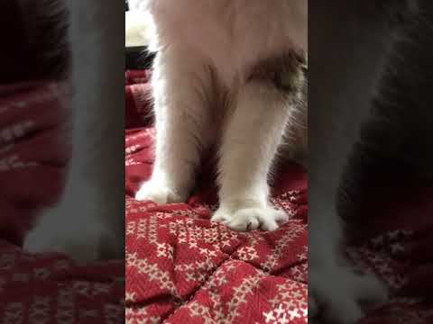 佐々木美絵ブリーダーからお迎えしたメインクーン：シェリーちゃん