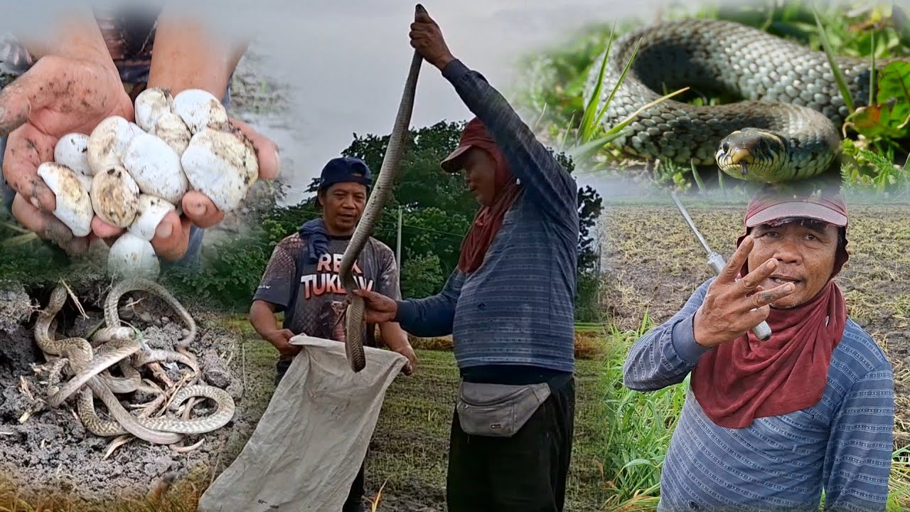 Black COBRA, Itlog at mga baby Cobra ang na rescue sa pilapil ng bukid