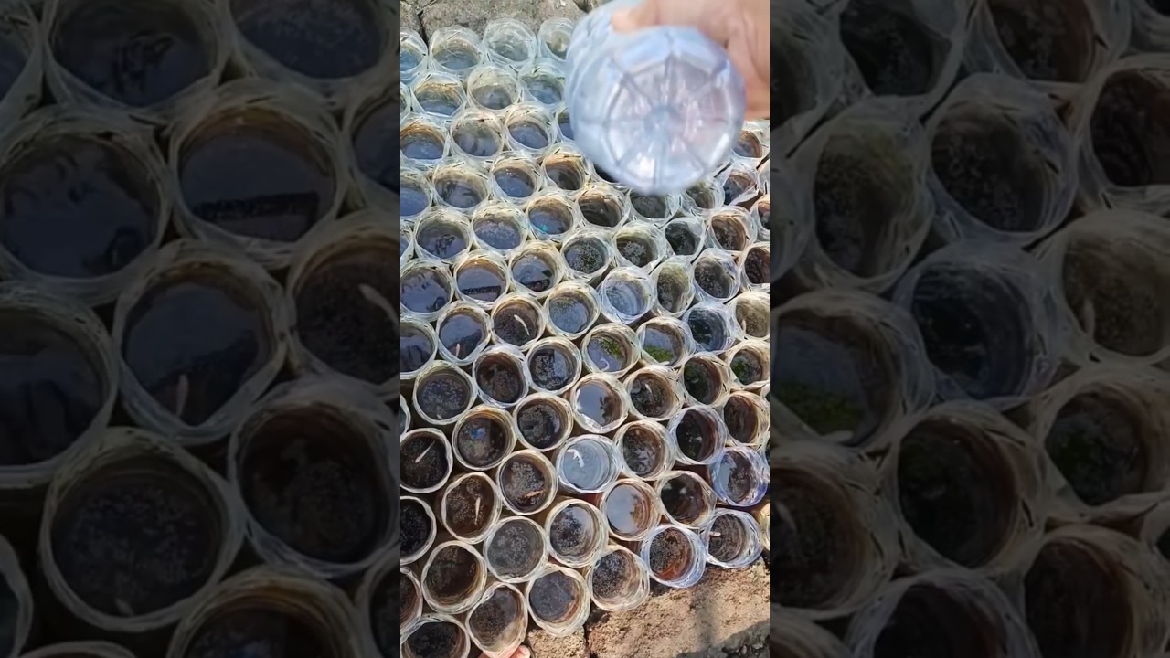 🐠 Precision Feeding in a Betta Fish Farm – A Unique Method! 👀