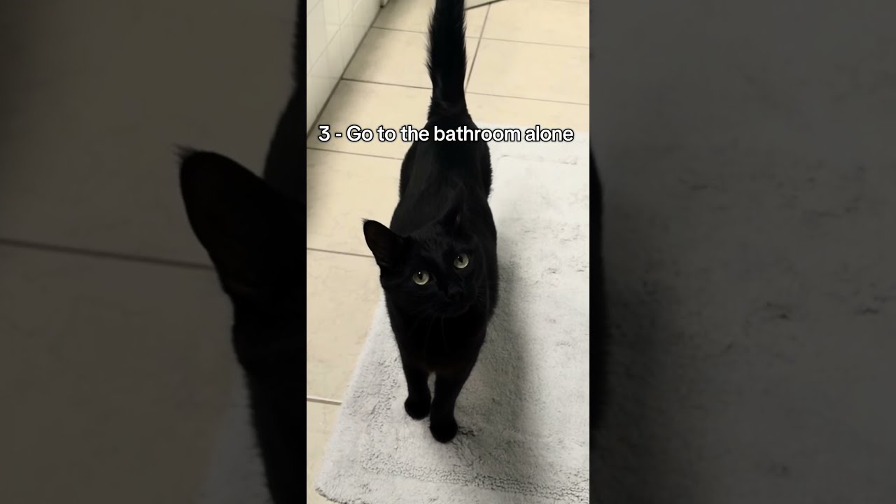 5 Things That Are Impossible To Do Once You Get A Cat Catsoftiktok Cattok