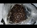 إحدى طرق غش البن الحصى