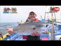 【fishing】神奈川県江の島沖　カツオ、キハダを相模湾でGET！！