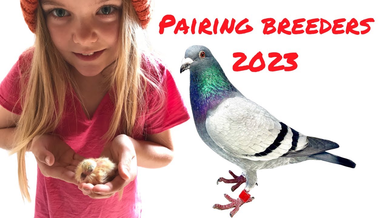 Pairing my 2023 Breeders!