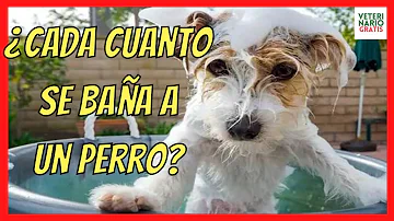 ¿Cada cuánto hay que bañar a un perro con ácaros?